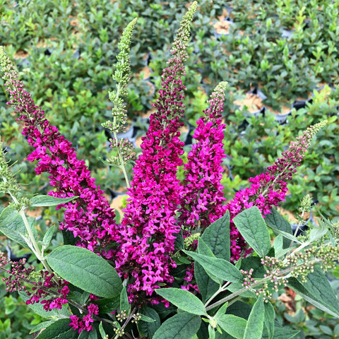 Lo and Behold Ruby Chip Butterfly Bush
