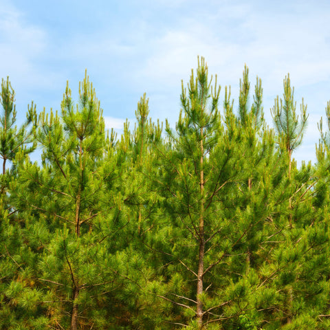 Loblolly Pine Tree