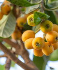 Loquat Japanese Plum