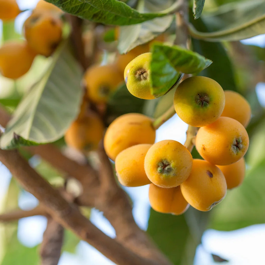 Mini Loquat Tree Loquat Japanese Plum | Exotic Fruit Trees – Simply Trees