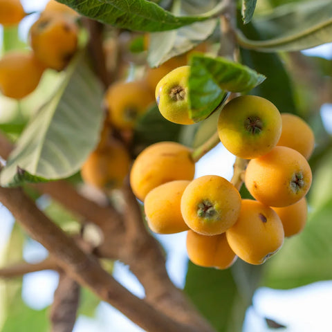 Loquat Japanese Plum