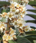 Loquat Japanese Plum