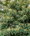 Loquat Japanese Plum