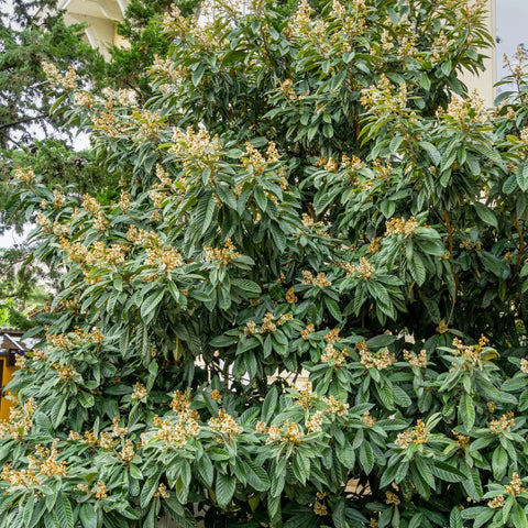 Loquat Japanese Plum