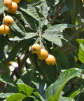 Loquat Japanese Plum