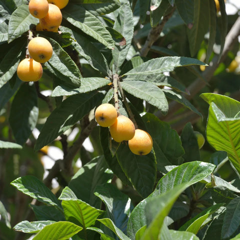 Loquat Japanese Plum