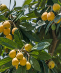 Loquat Japanese Plum