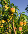 Loring Peach Tree