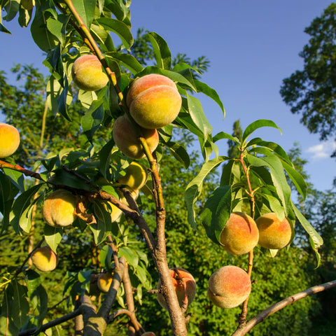 Loring Peach Tree