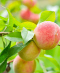 Loring Peach Tree