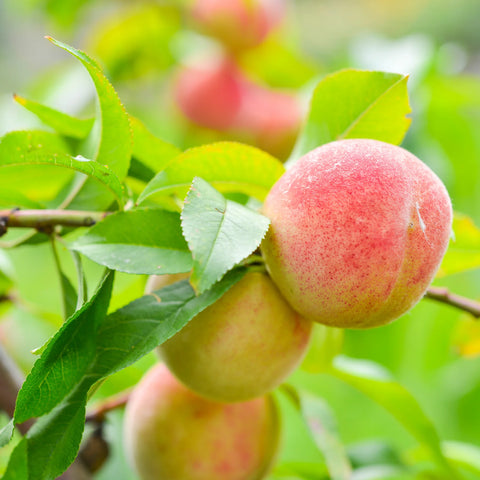 Loring Peach Tree