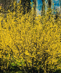 Lynwood Gold Forsythia Shrub