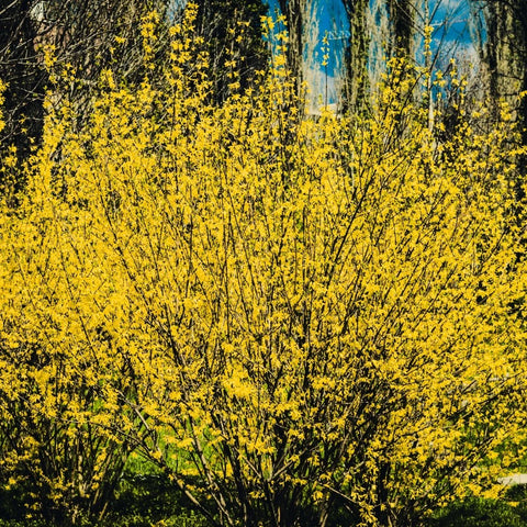 Lynwood Gold Forsythia Shrub