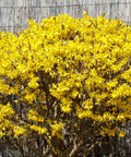 Lynwood Gold Forsythia Shrub