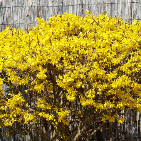 Lynwood Gold Forsythia Shrub