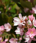 Majestic Beauty Indian Hawthorne