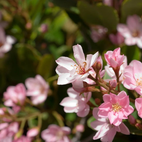 Majestic Beauty Indian Hawthorne