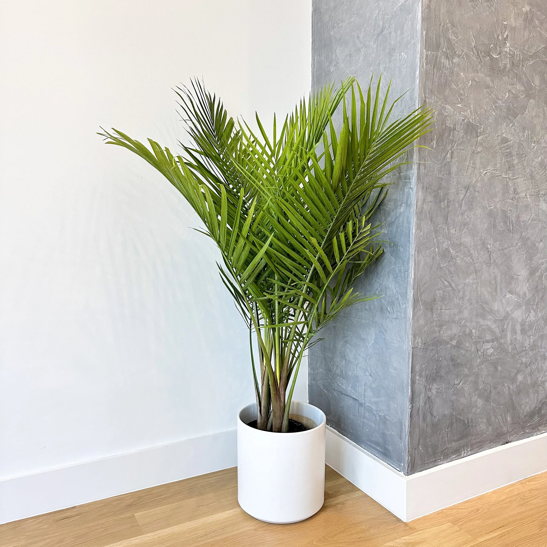 areca palm same as majesty palm Majesty Palm Plant for Indoors – Simply Trees