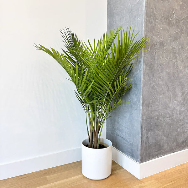 images of palm plants Majesty Palm Plant for Indoors – Simply Trees