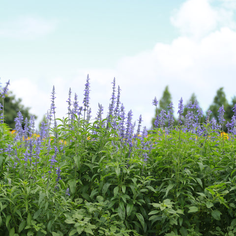 Henry Duelberg Salvia