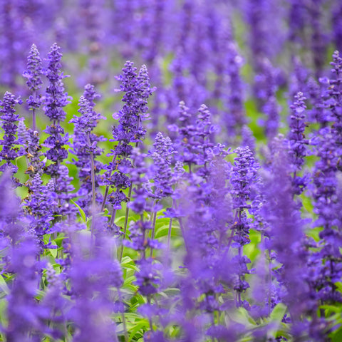 Henry Duelberg Salvia