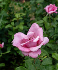 Memorial Day Hybrid Tea Rose