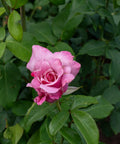 Memorial Day Hybrid Tea Rose
