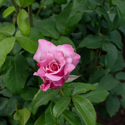 Memorial Day Hybrid Tea Rose