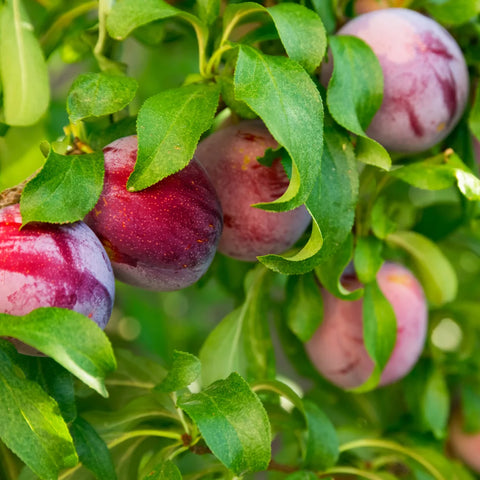 Methley Plum Tree