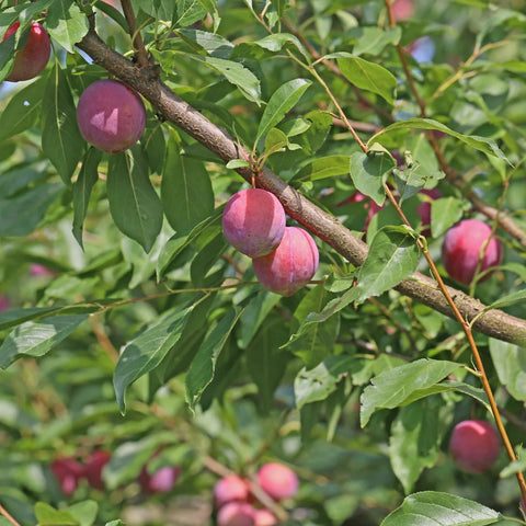 Methley Plum Tree