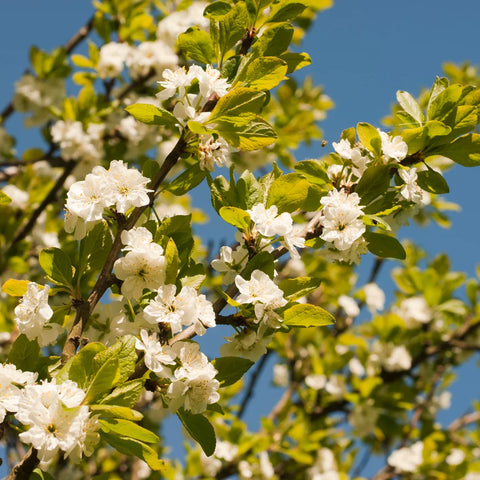 Methley Plum Tree