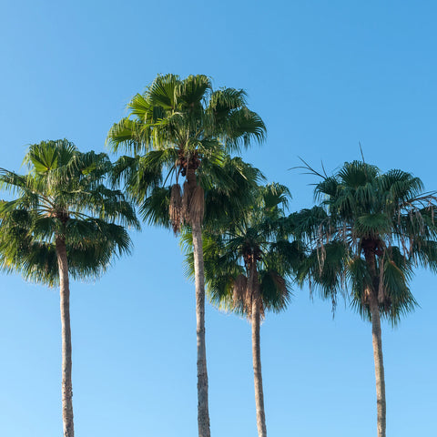 Mexican Fan Palm Tree