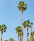 mexican palm plant Mexican Fan Palm Tree | 3-4 ft