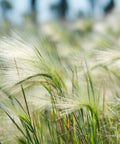 Mexican Feather Grass