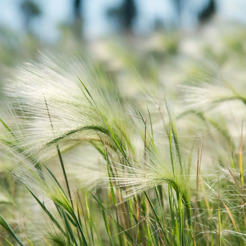 Mexican Feather Grass