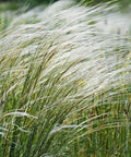 Mexican Feather Grass