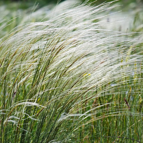 Mexican Feather Grass