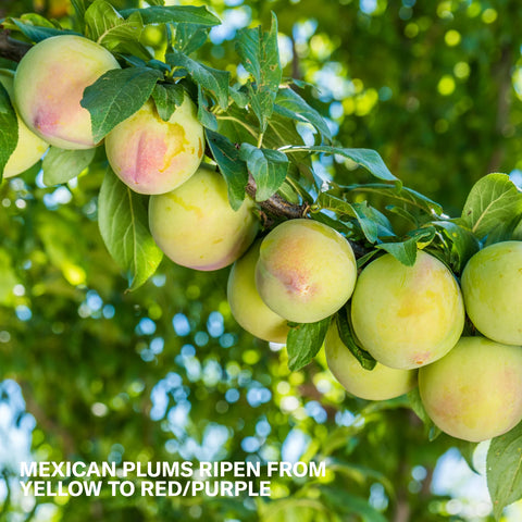 Mexican Plum Tree