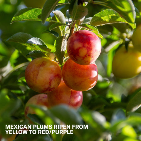 Mexican Plum Tree