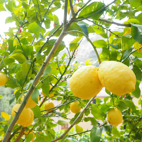 Meyer Lemon Bush