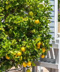 Improved Meyer Lemon Tree