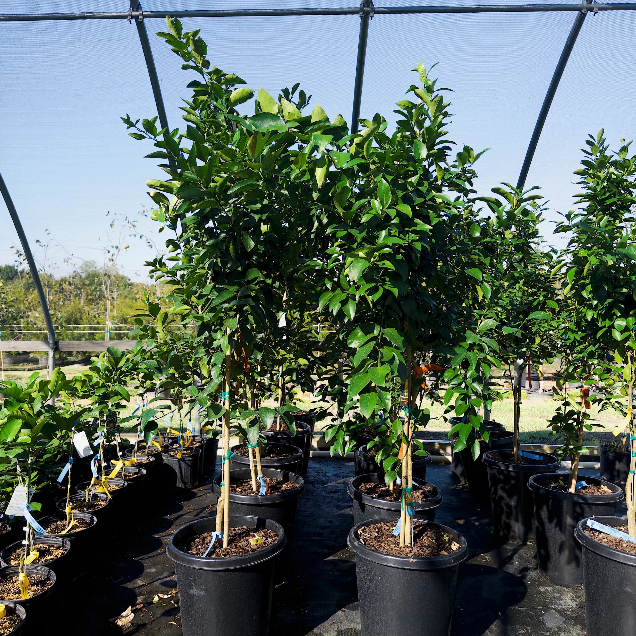 citrus tree house plant Meyer Lemon Tree for Sale