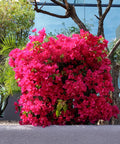 Miami Pink Bougainvillea