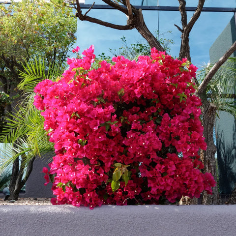 Miami Pink Bougainvillea