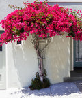 Miami Pink Bougainvillea