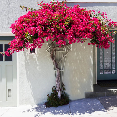 Miami Pink Bougainvillea