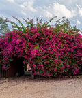 Miami Pink Bougainvillea