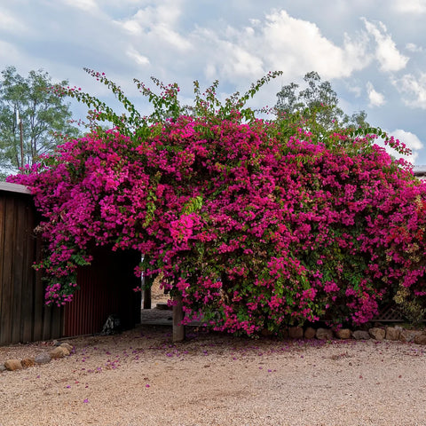 Miami Pink Bougainvillea