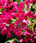 Miami Pink Bougainvillea