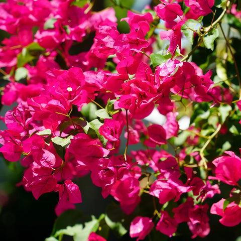 Miami Pink Bougainvillea